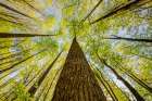 Wide angle view upward in the forest-Great Smoky Mountains National Park-North Carolina Art Print